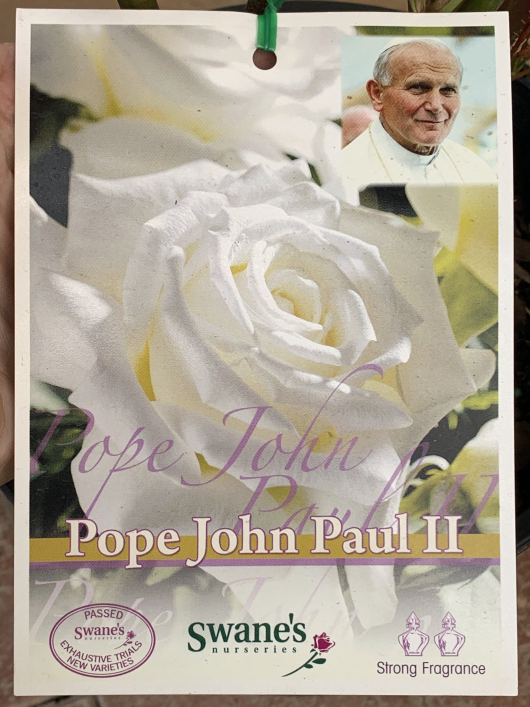 Rose - Hybrid Tea 'Pope John Paul II'