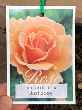 Load image into Gallery viewer, Rose - Hybrid Tea &#39;Just Joey&#39;
