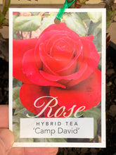 Load image into Gallery viewer, Rose - Hybrid Tea &#39;Camp David&#39;
