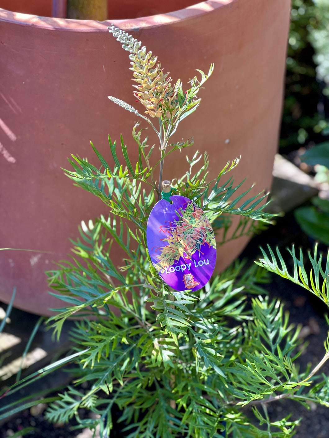 Grevillea 'Loopy Lou'