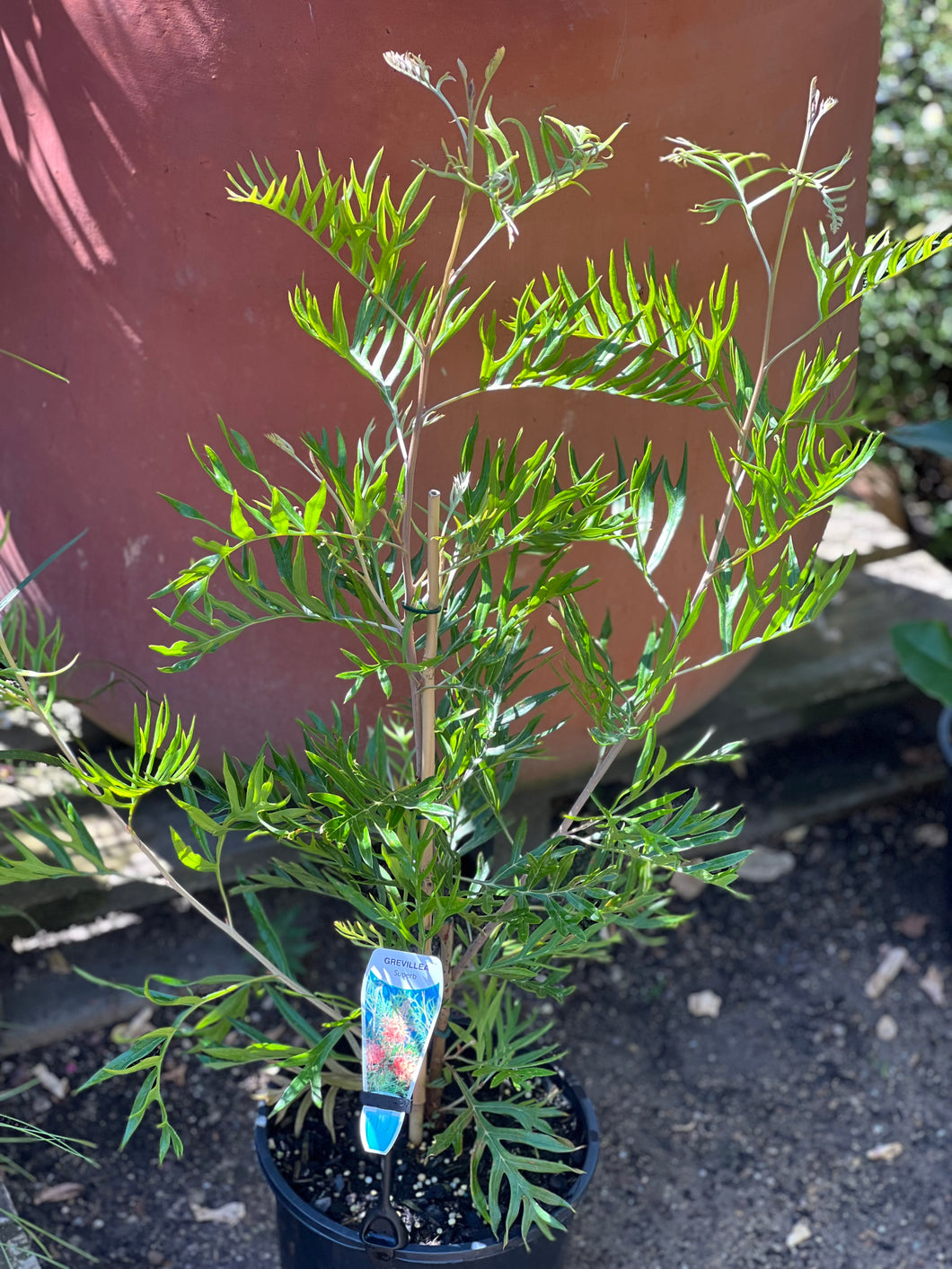 Grevillea 'Superb'