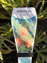 Load image into Gallery viewer, Grevillea &#39;Superb&#39;
