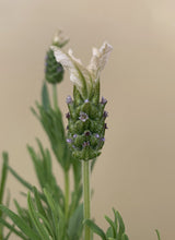 Load image into Gallery viewer, Lavender &#39;Pippa white&#39;
