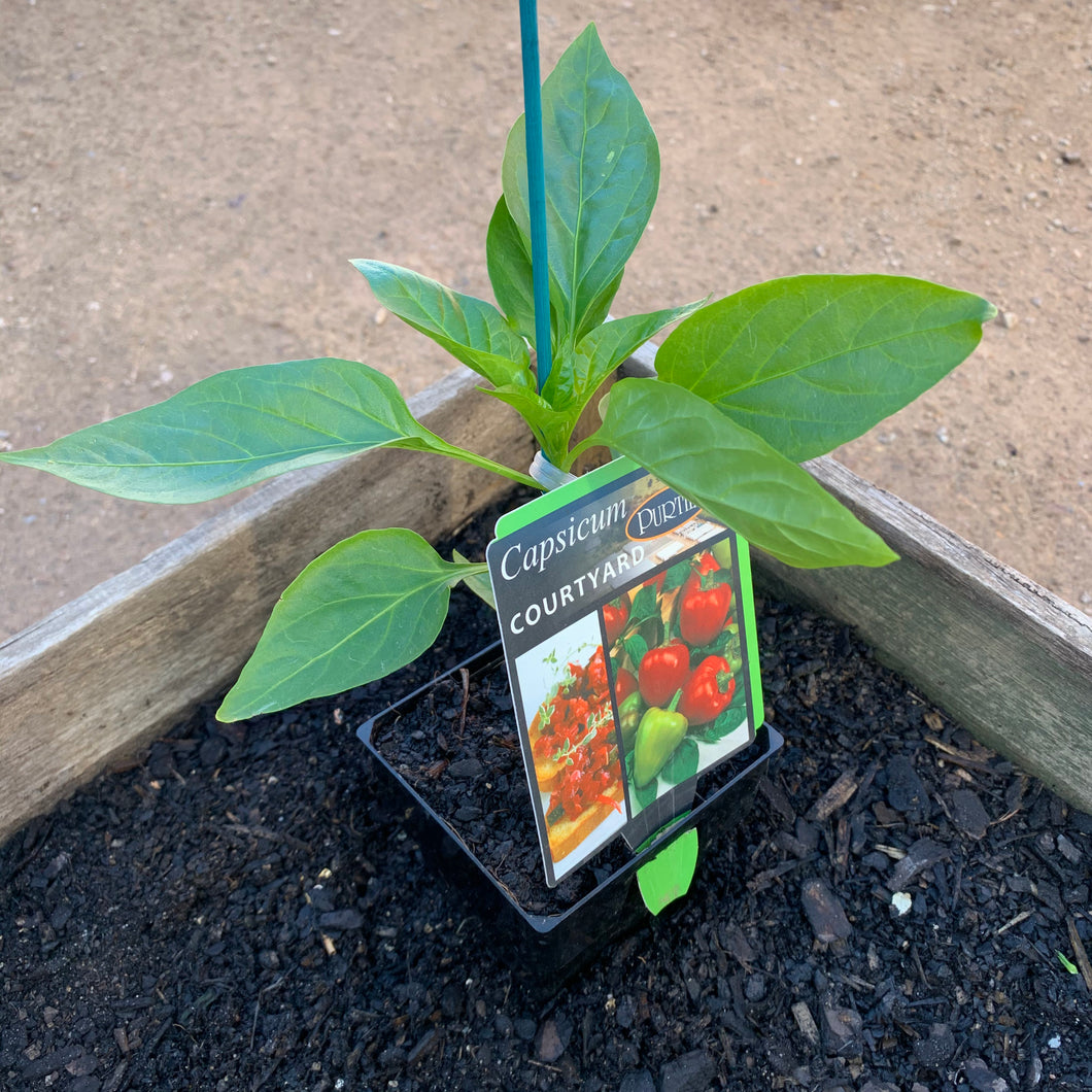 Capsicum 'Courtyard'