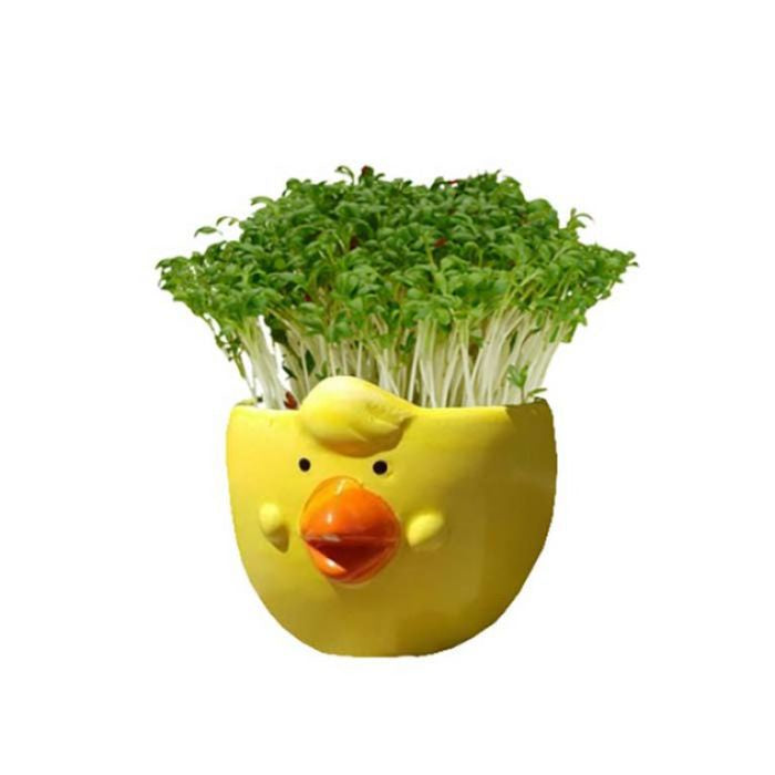 Chick Cress Pot