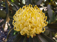 Load image into Gallery viewer, Telopea ‘Shady Lady’ Yellow

