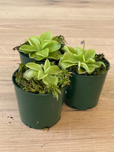 Load image into Gallery viewer, Pinguicula emarginata x &#39;weser&#39;
