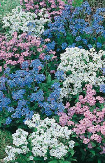 Forget Me Not 'Mixed' Seeds