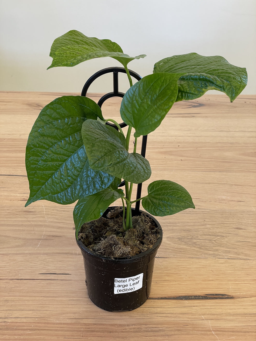 Piper sarmentosum ‘Piper Betel Leaf’