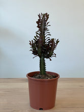 Load image into Gallery viewer, Euphorbia trigona &#39;Red Devil&#39;
