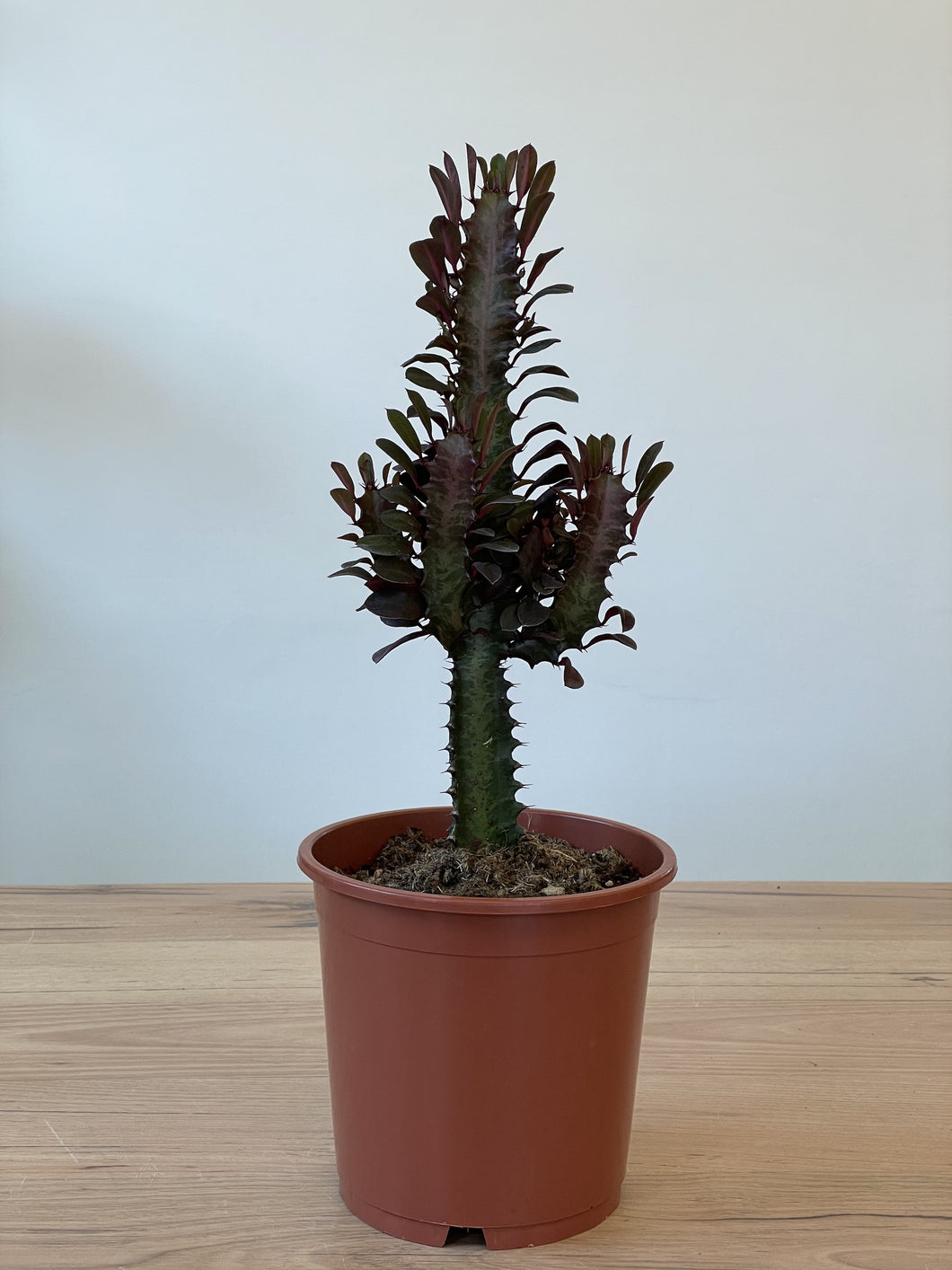 Euphorbia trigona 'Red Devil'