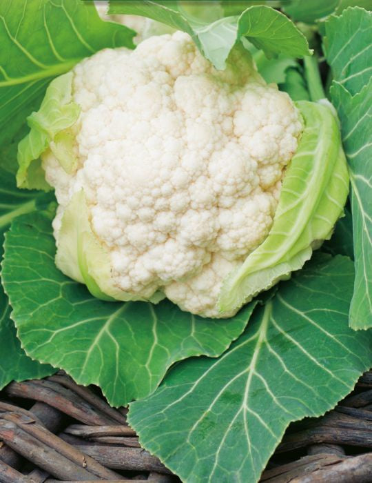 Cauliflower 'Mini White F1' Seeds