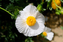 Load image into Gallery viewer, Romneya coulteri
