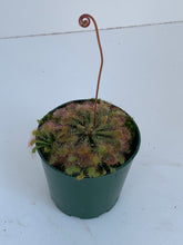 Load image into Gallery viewer, Drosera Species &#39;sundew&#39;
