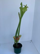 Load image into Gallery viewer, Sarracenia sp.
