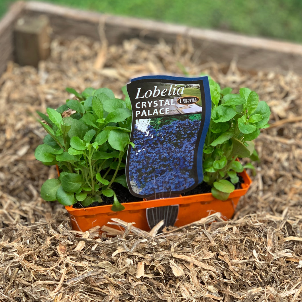 Lobelia 'Crystal Palace'