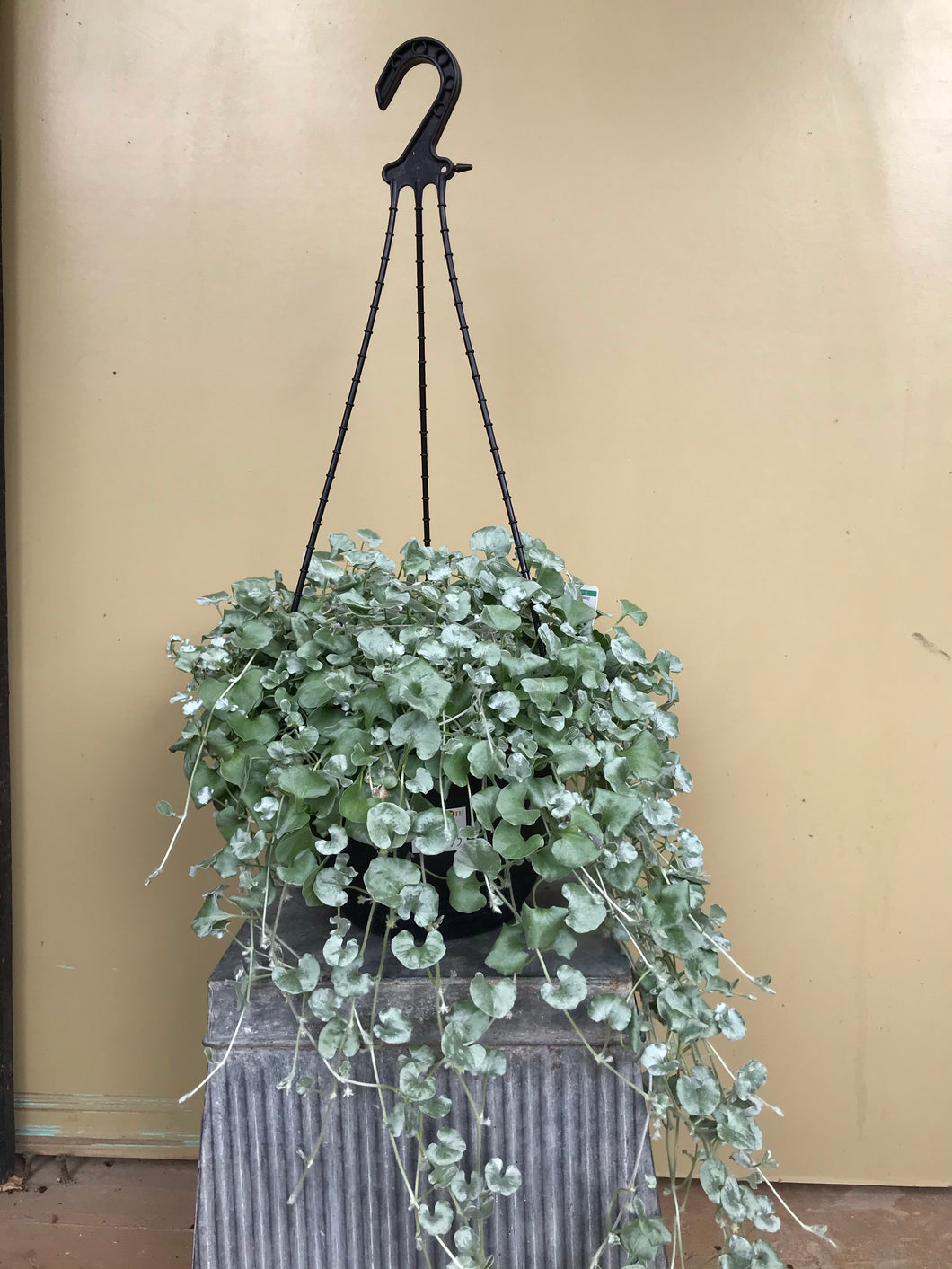 Dichondra argentea ‘Silver Falls’ hanging basket