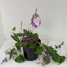Load image into Gallery viewer, Hardenbergia &#39;Sweet Heart&#39;
