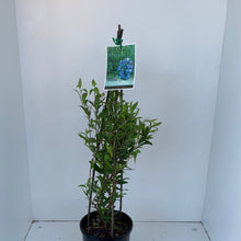 Load image into Gallery viewer, Billardiera heterophylla
