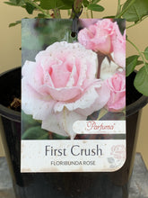 Load image into Gallery viewer, Rose - Floribunda &#39;First Crush’

