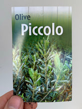 Load image into Gallery viewer, Olive &#39;Piccolo&#39;
