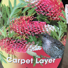 Load image into Gallery viewer, Grevillea ‘Carpet Layer’
