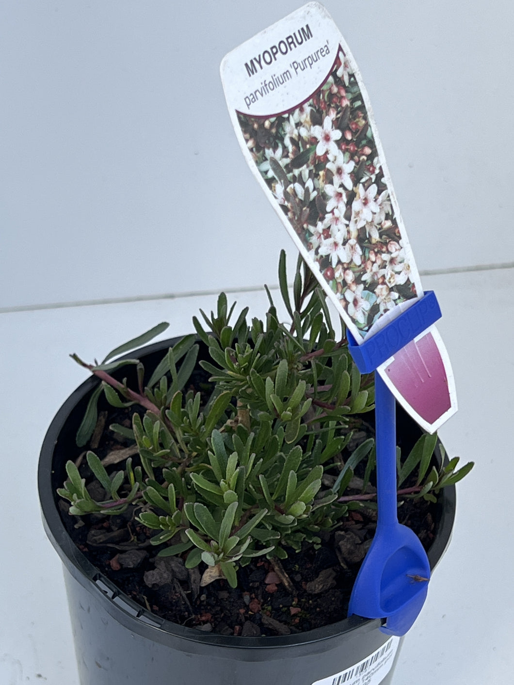 Myoporum parvifolium 'Purpurea'