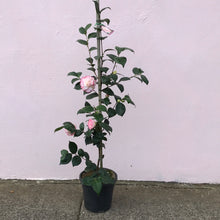 Load image into Gallery viewer, Camellia japonica ‘Margaret Davis’
