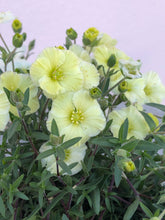 Load image into Gallery viewer, Arenaria ‘Summer Lemon’
