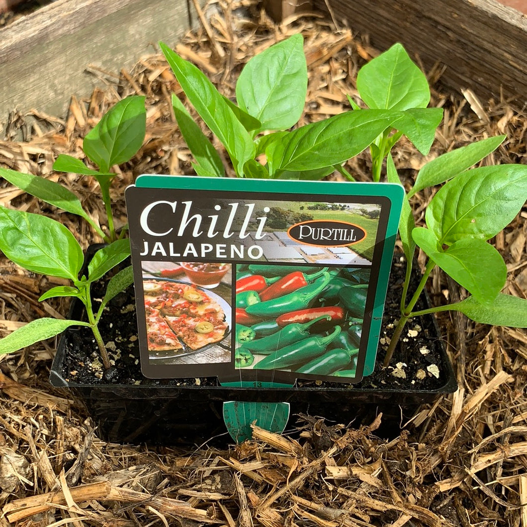 Chilli 'Jalapeno'