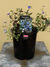 Load image into Gallery viewer, Veronica ‘Georgia Blue’
