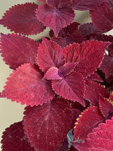 Load image into Gallery viewer, Coleus ‘Ruby Slipper’
