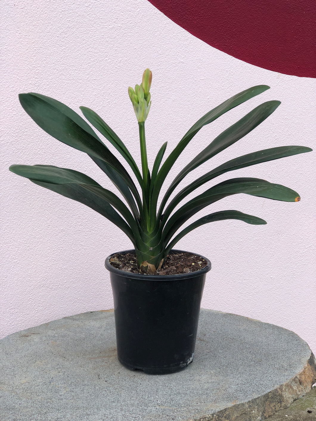 Clivia ‘Belgium Hybrid’ Orange