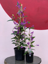 Load image into Gallery viewer, Hardenbergia violacea &#39;Happy Wanderer&#39;
