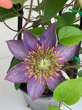 Load image into Gallery viewer, Clematis ‘Multi Blue’
