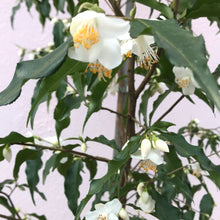 Load image into Gallery viewer, Camellia ‘Tsaii’
