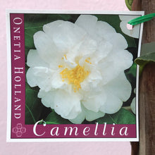 Load image into Gallery viewer, Camellia ‘Onetia Holland’
