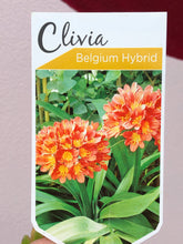 Load image into Gallery viewer, Clivia ‘Belgium Hybrid’ Orange
