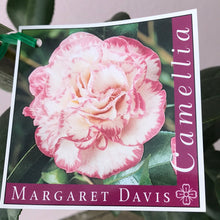 Load image into Gallery viewer, Camellia japonica ‘Margaret Davis’
