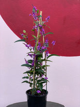 Load image into Gallery viewer, Hardenbergia violacea &#39;Happy Wanderer&#39;
