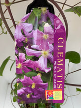 Load image into Gallery viewer, Clematis ‘Perle d’Azur’
