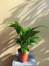 Load image into Gallery viewer, Spathiphyllum sp. Peace Lily
