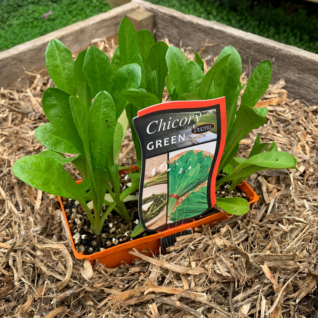 Chicory ‘Green’