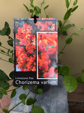 Load image into Gallery viewer, Chorizema varium
