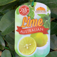 Load image into Gallery viewer, Lime &#39;Tahitian&#39;
