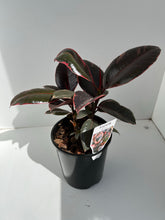 Load image into Gallery viewer, Ficus elastica &#39;Ruby&#39;
