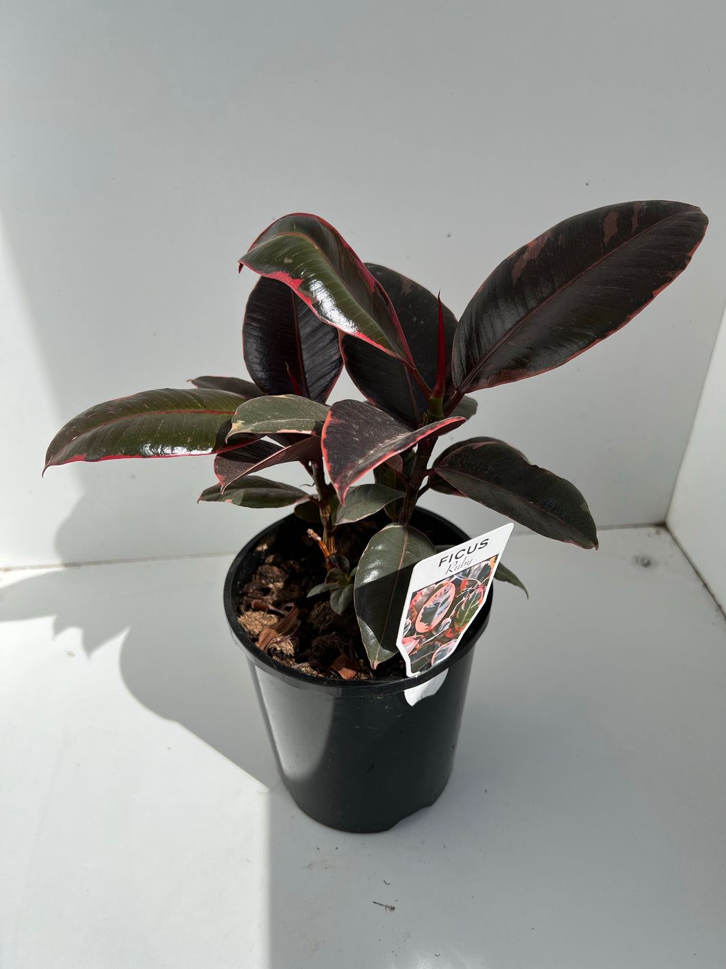 Ficus elastica 'Ruby'