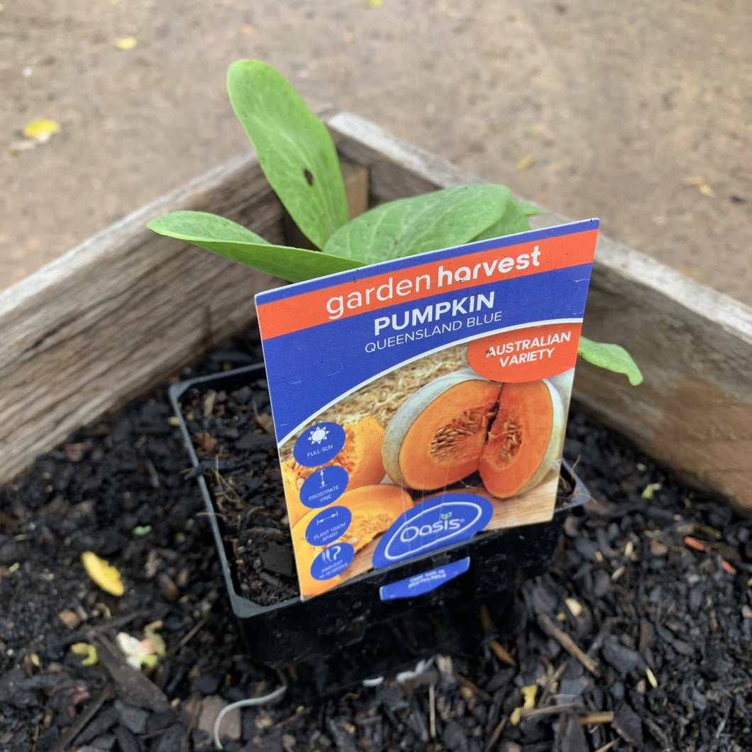 Pumpkin Blue ‘Queensland Blue’