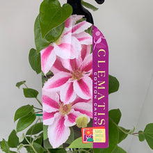 Load image into Gallery viewer, Clematis ‘Cotton Candy’
