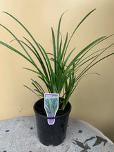 Load image into Gallery viewer, Liriope muscari &#39;Evergreen Giant&#39;
